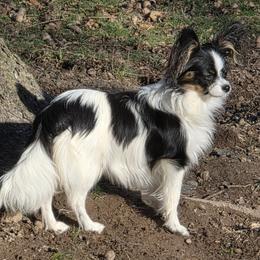 Fancy - Papillon