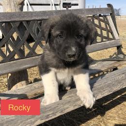 Aussiedoodle, Colorado Mountain Dog, and Corgipoo Puppies from Stone Table Ranch/STR Just Doodle It