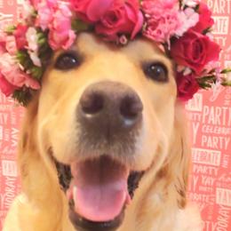 Sunshine - Golden Retriever