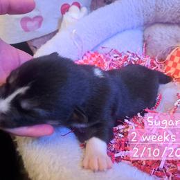 Pembroke Welsh Corgi and Siberian Husky Puppies from Regal Huskies of the Carolinas