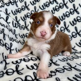 Penelope - Red tri-color female Australian Shepherd puppy in Blomkest, Minnesota from Meljestic Farms