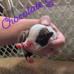 Boston Terrier Puppies from Heather's Boston Babies