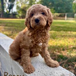 Benny - Apricot male Goldendoodle puppy in Birmingham, Alabama from Ivy’s Doodles