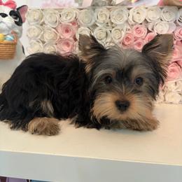 Ted - Black and tan male Yorkshire Terrier puppy in Illinois from Pretty Little Yorkies