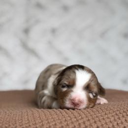 Lays - Red merle female Australian Shepherd puppy in Argyle, Iowa from Country Time Kennels