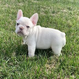 French Bulldog Puppies from Bourbon Country Bullies