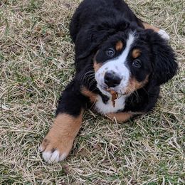 Bernese Mountain Dog Puppies from Zarah's Bernese Mountain Dogs