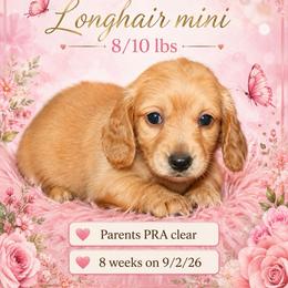 Callie - Cream female Dachshund puppy in Powderly, Texas from Kuttin’ Up Mini Aussies