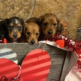 Dachshund Puppies from Little e Dachshunds