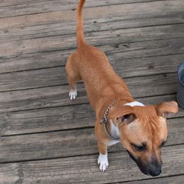 Snazzy - White and red female Staffordshire Bull Terrier puppy in Alabama from JetStaff Kennels