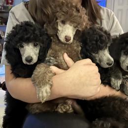 Chinese Crested and Poodle Puppies from Erisse