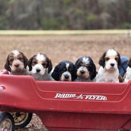English Springer Spaniel puppies from Mossy Creek Springers