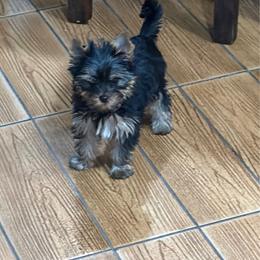 Dolly - Blue and gold female Yorkshire Terrier puppy in Lake Mary, Florida from Cannon Yorkies