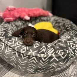 Dachshund Puppies from Champion Dachshunds