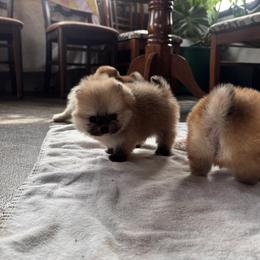 Ozzy - Red sable male Pomeranian puppy in Harrisonville, Missouri from Cindy's Pomeranians