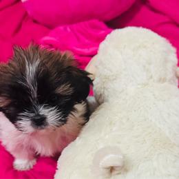 Happy - Brown and white female Shichon puppy in Brainerd, Minnesota from Angie’s Teddy Bear Puppies Minnesota