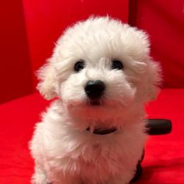 Taco - black collar - White male Bichon Frise puppy in 63101 (St. Louis Metro Area), Missouri from BichonSTL
