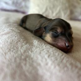Rue - Cream female Dachshund puppy in Temecula, California from Naomi Magee's Dachshund Kennel