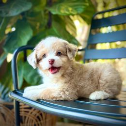 Diva - Red tri-color female Aussiedoodle puppy in Los Angeles, California from LA’s Favorite Puppies
