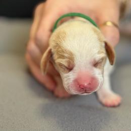 Green Collar - Red and white male Beagle puppy in Las Vegas, Nevada from Hound Kings
