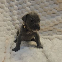 White - Gray female Cane Corso puppy in Fritch, Texas from Carrie Brown's Cane Corsos