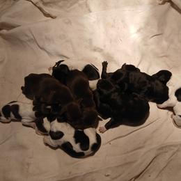 Boy 1 - Black male German Shorthaired Pointer puppy in Laporte, Minnesota from Northern Odyssey Gun Dogs