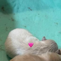 Ellie Mae - White female Pomeranian puppy in Cullman, Alabama from Dixie Darlings Pomeranians