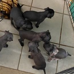 Xoloitzcuintli from Liz's Xoloitzcuintlis