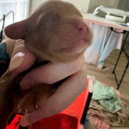 Blue boy - Ruby male Cavalier King Charles Spaniel puppy in Melbourne, Florida from Majestic Cavaliers of Melbourne FL