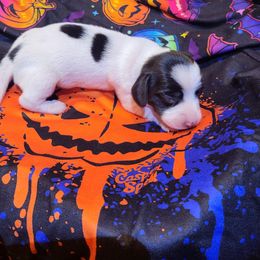 Dachshund Puppies from Dachsunds On The River