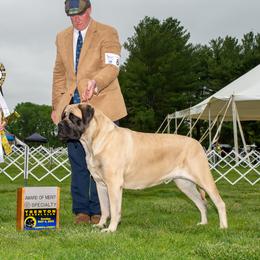 Lulu - Mastiff