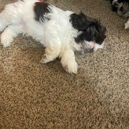 Shih Tzu Puppies from TACG