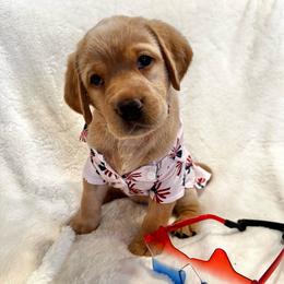 Kennedy - Yellow female Labrador Retriever puppy in Queen Creek, Arizona from Lucy’s Labradors