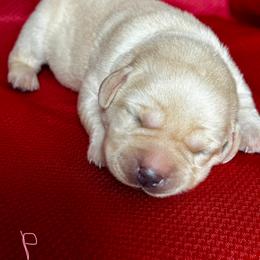 Girl 6 - Yellow female Labrador Retriever puppy in Vero Beach, Florida from Southern Sunshine Labradors