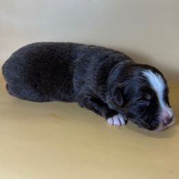 Boy 2 - Red tri male Miniature Australian Shepherd puppy in Hokes Bluff, Alabama from Alegria Toy Aussies