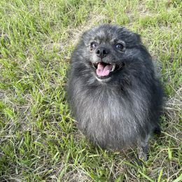 Ame - Pomeranian