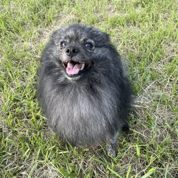 Ame - Pomeranian