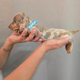 Isabella dapple male - Dapple male Dachshund puppy in Hesperia, California from VOM HAUSE Imperial