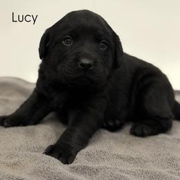 Lucy, Champion Line English Lab - Black female Labrador Retriever puppy in Owosso, Michigan from Bennington Retrievers