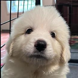 Leia - White female Great Pyrenees puppy in Murfreesboro, Tennessee from Storybook Tails Farm