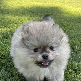 Pomeranians from Pomeranian Puppy Paradise