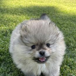 Pomeranians from Pomeranian Puppy Paradise