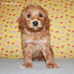 Scuba - Red male Australian Labradoodle puppy in Hackettstown, New Jersey from Sunny Heart Doodles