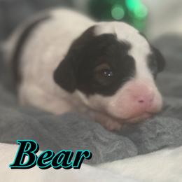Bear - Parti male Poodle puppy in Saint Cloud, Florida from Rising Star Kennels