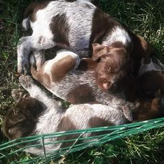 German Wirehaired Pointer Puppies from Ca’ Rigada Deutsch Drahthaar