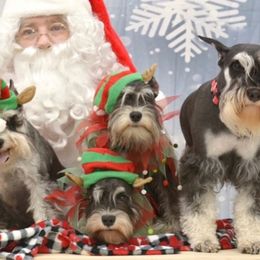 Miniature Schnauzers from KwiL’s Miniature Schnauzers
