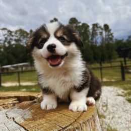 Marie - Black and tan female Pembroke Welsh Corgi puppy in Windermere, Florida from Canaan Farm Corgis