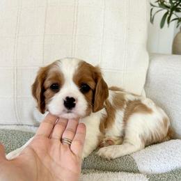 Indy - Blenheim female Cavalier King Charles Spaniel puppy in Buckeye, Arizona from Parks Cavaliers