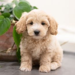 Maltipoo, Shichon, and Shihpoo Puppies from Timbercreek Puppies
