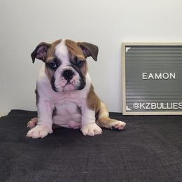 Boy 3 - Red and white male Bulldog puppy in Hillsdale County, Michigan from KZ Bullies LLC